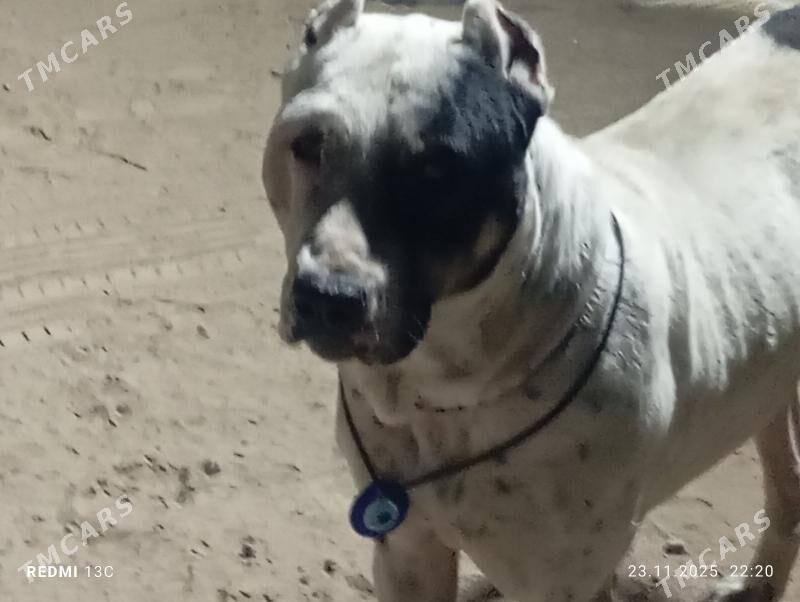 PITBUL - Дашогуз - img 4