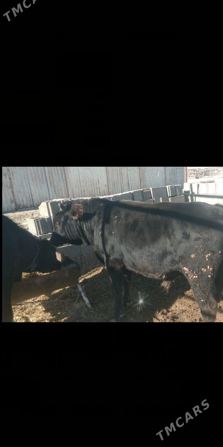 öküz - Ак-Бугдайский этрап - img 7