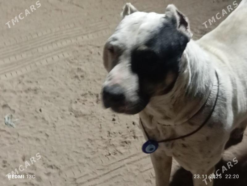 PITBUL - Дашогуз - img 5