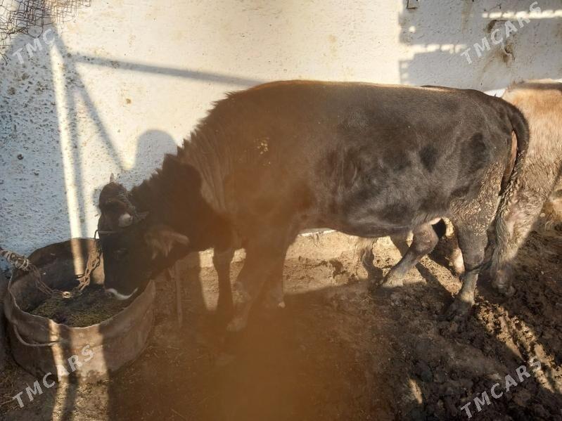 okuz - Гызыларбат - img 2