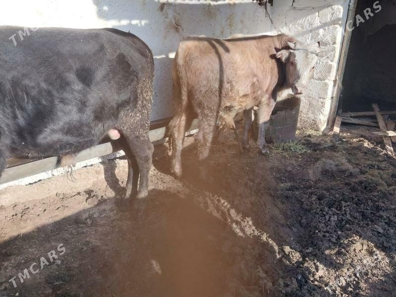 okuz - Гызыларбат - img 1