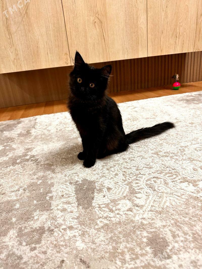 Котенок девочка - Ашхабад - img 2