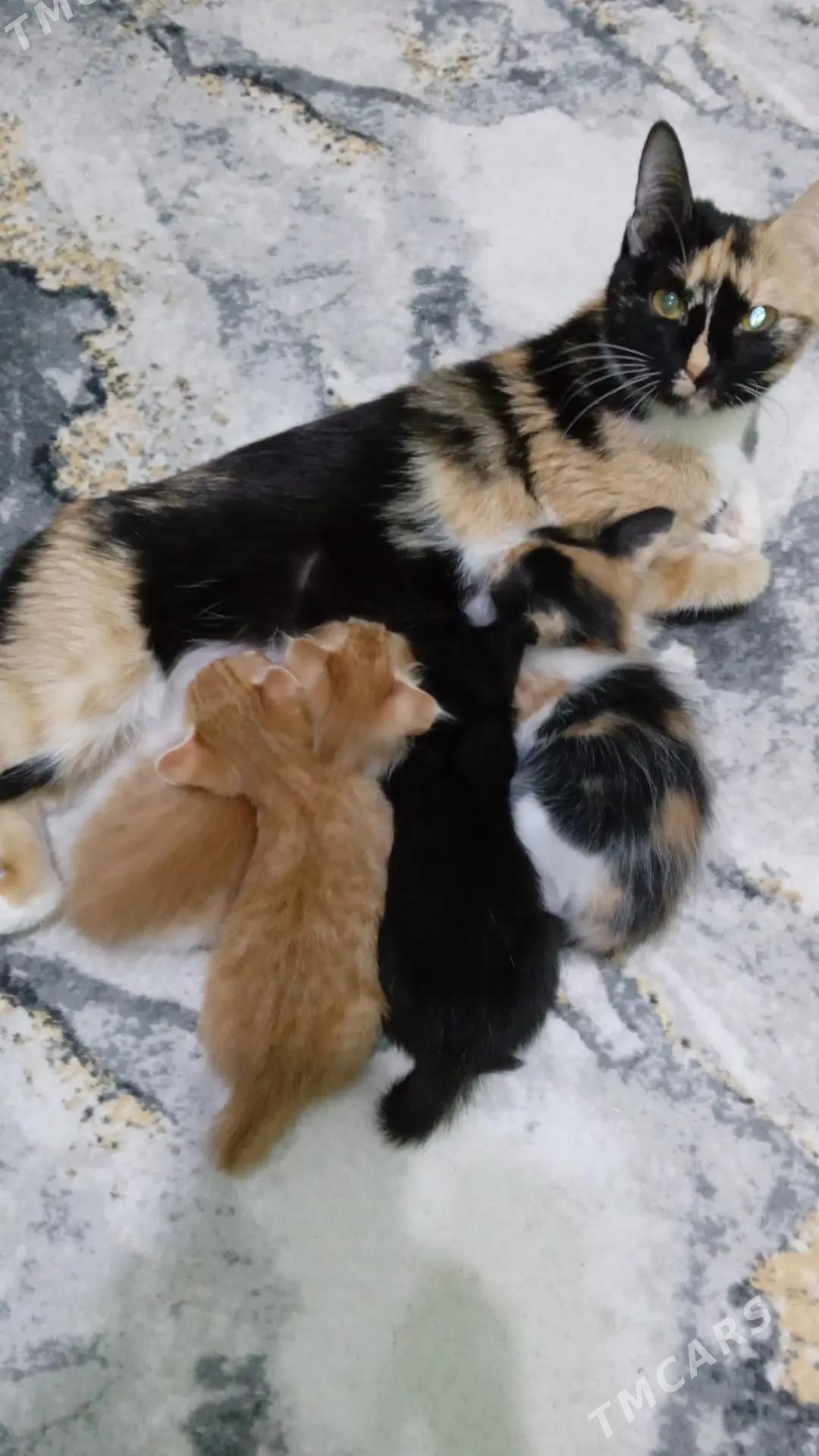 котята - Türkmenbaşy - img 2