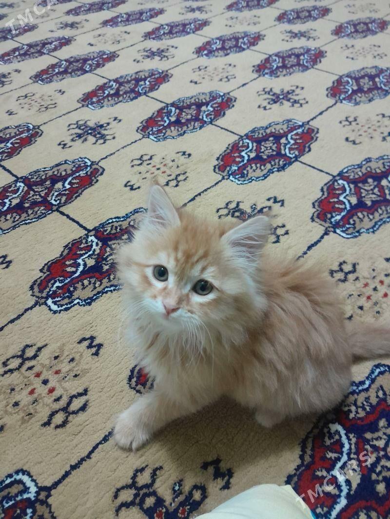 Piśijek - 30 мкр - img 2