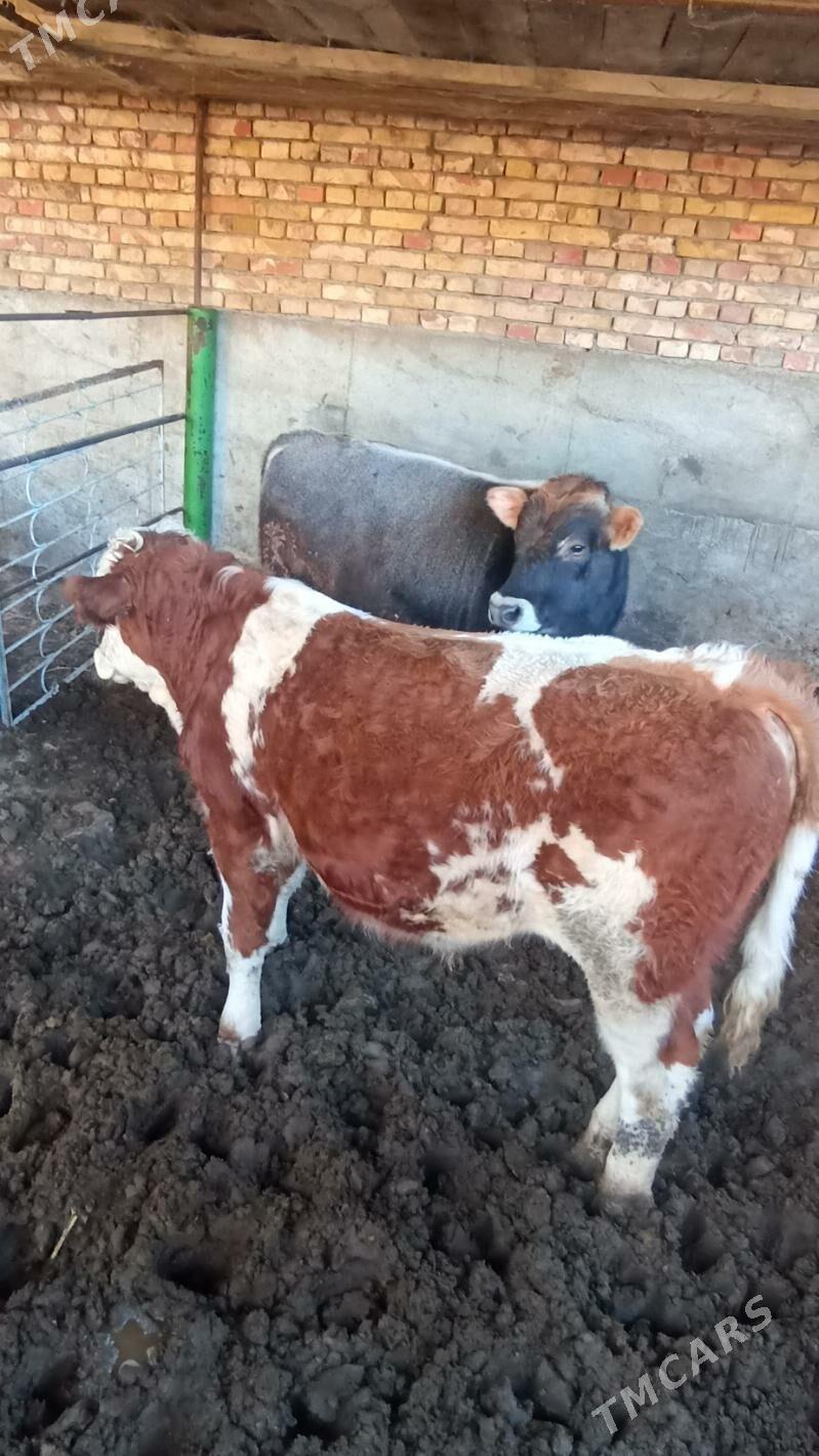 ökùz - Бузмеин - img 3