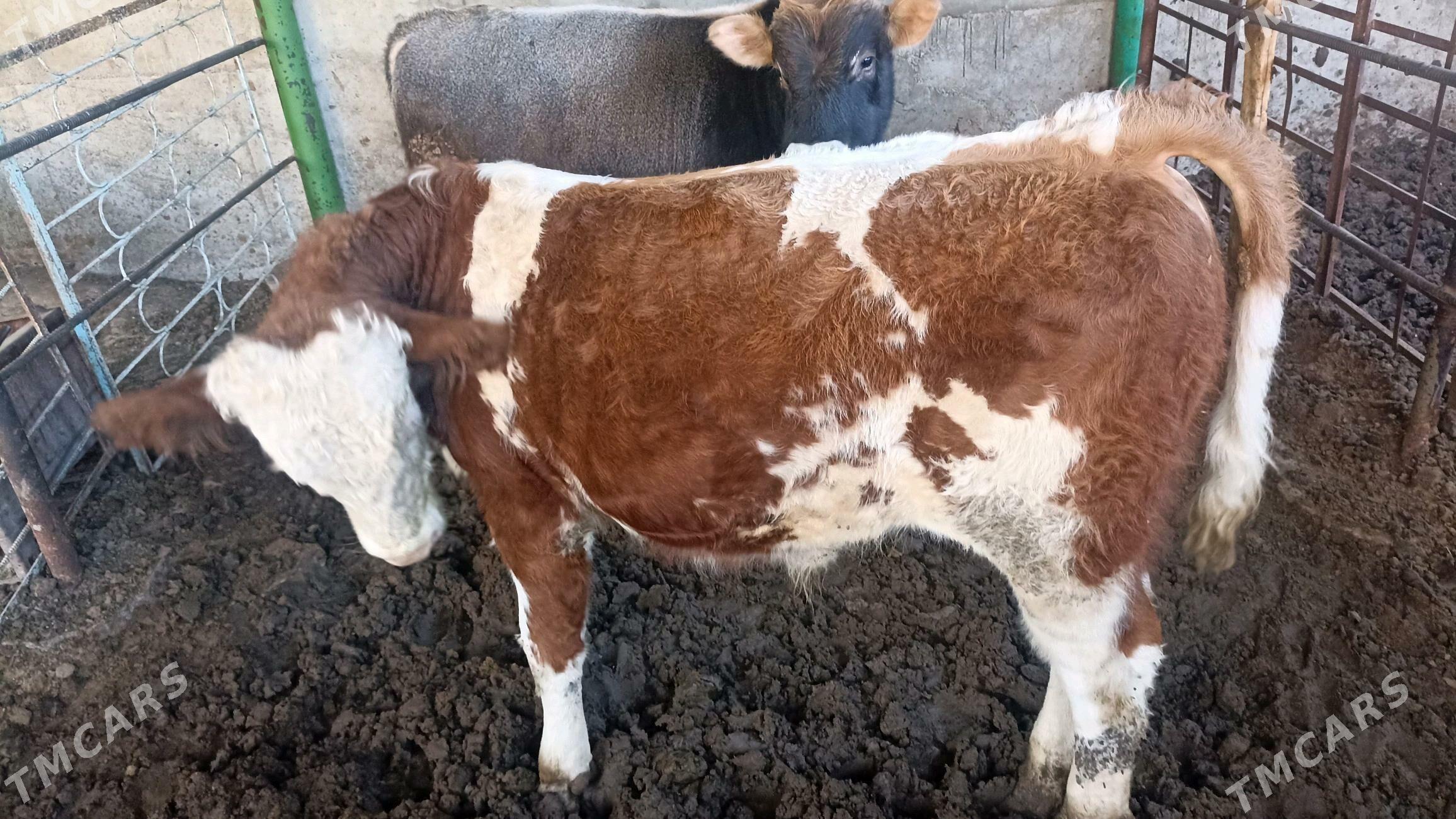 ökùz - Бузмеин - img 5