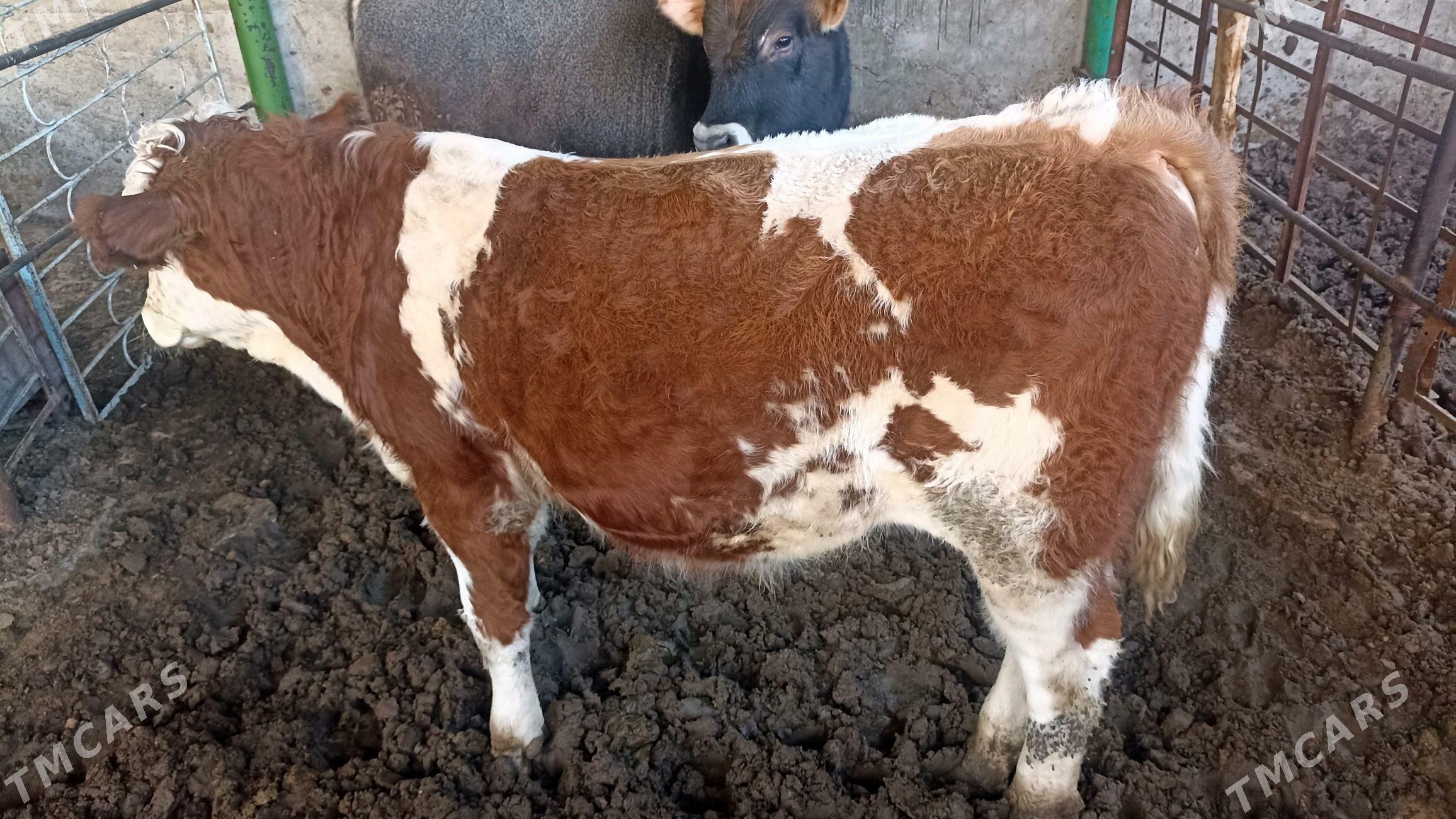 ökùz - Бузмеин - img 4