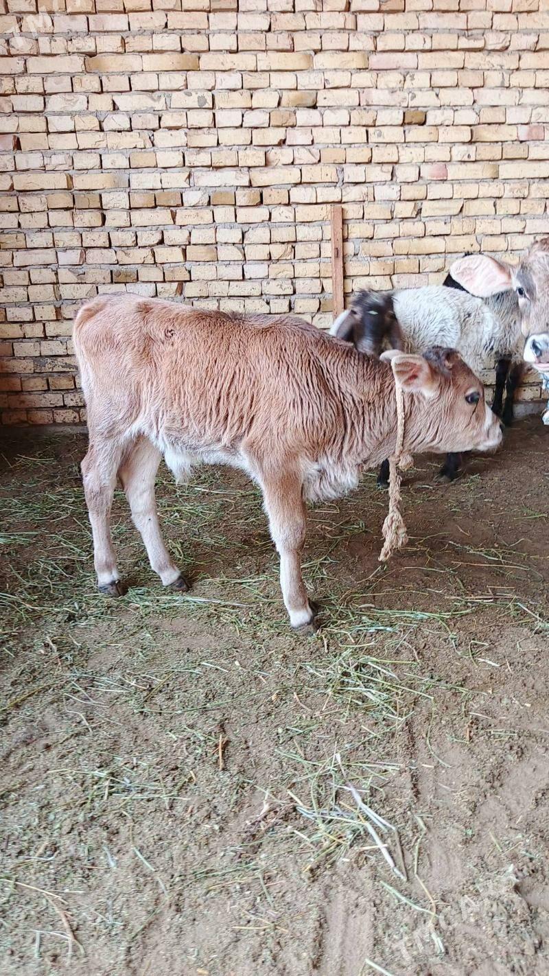 Sygyr - Гёкдепе - img 5