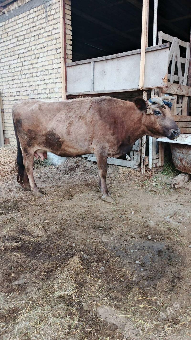 Sygyr - Гёкдепе - img 3