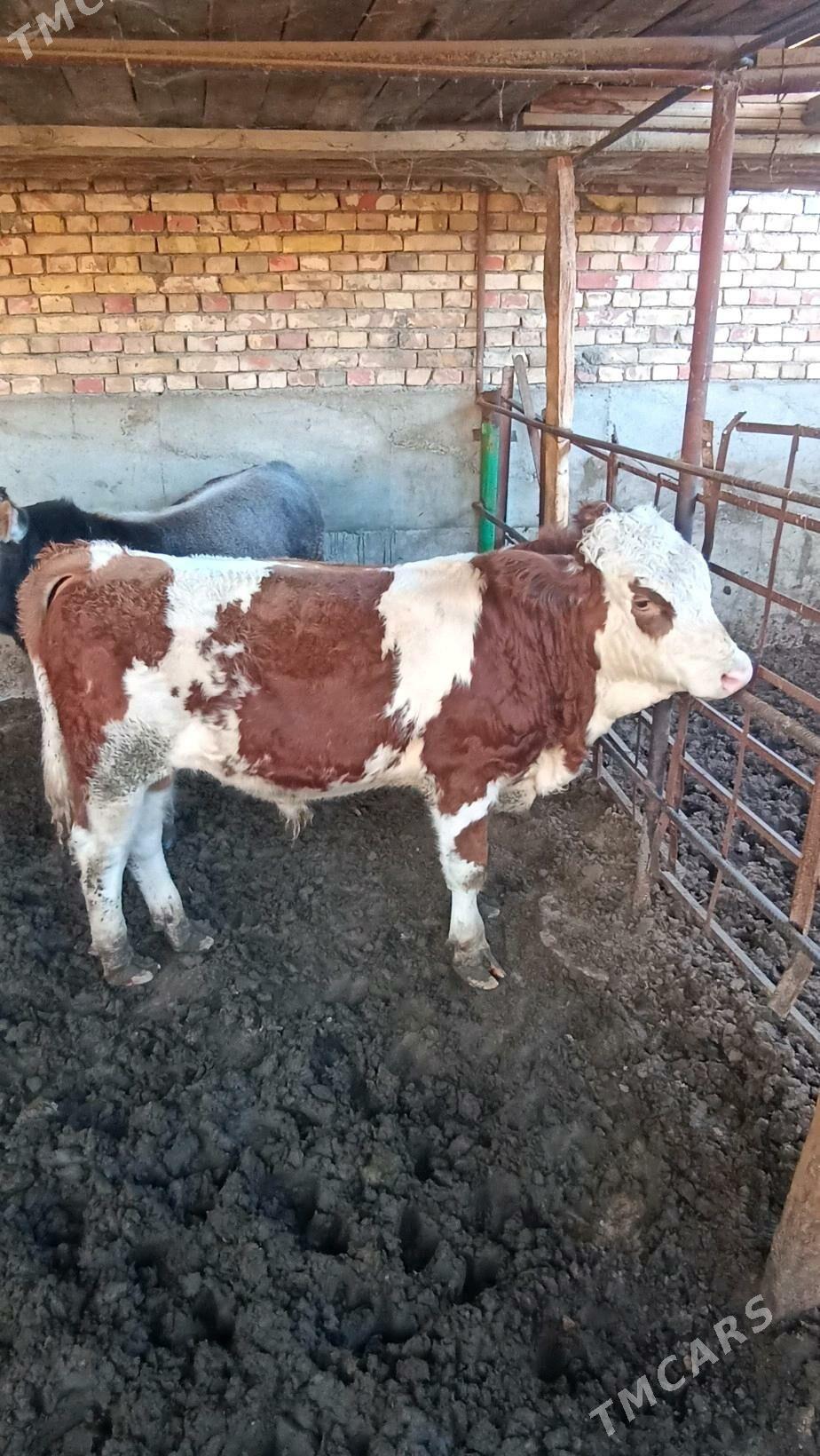 ökùz - Бузмеин - img 2