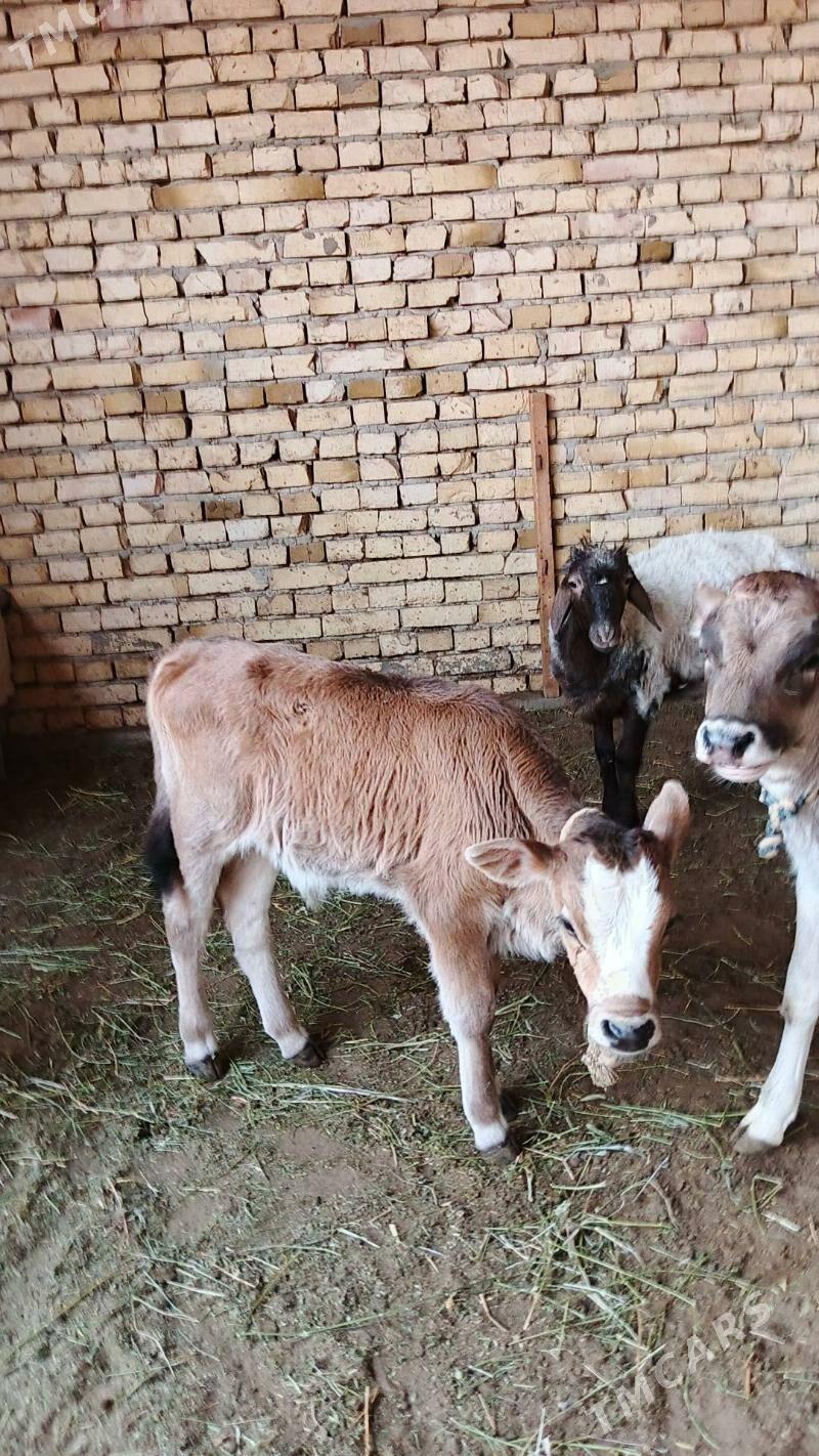 Sygyr - Гёкдепе - img 7