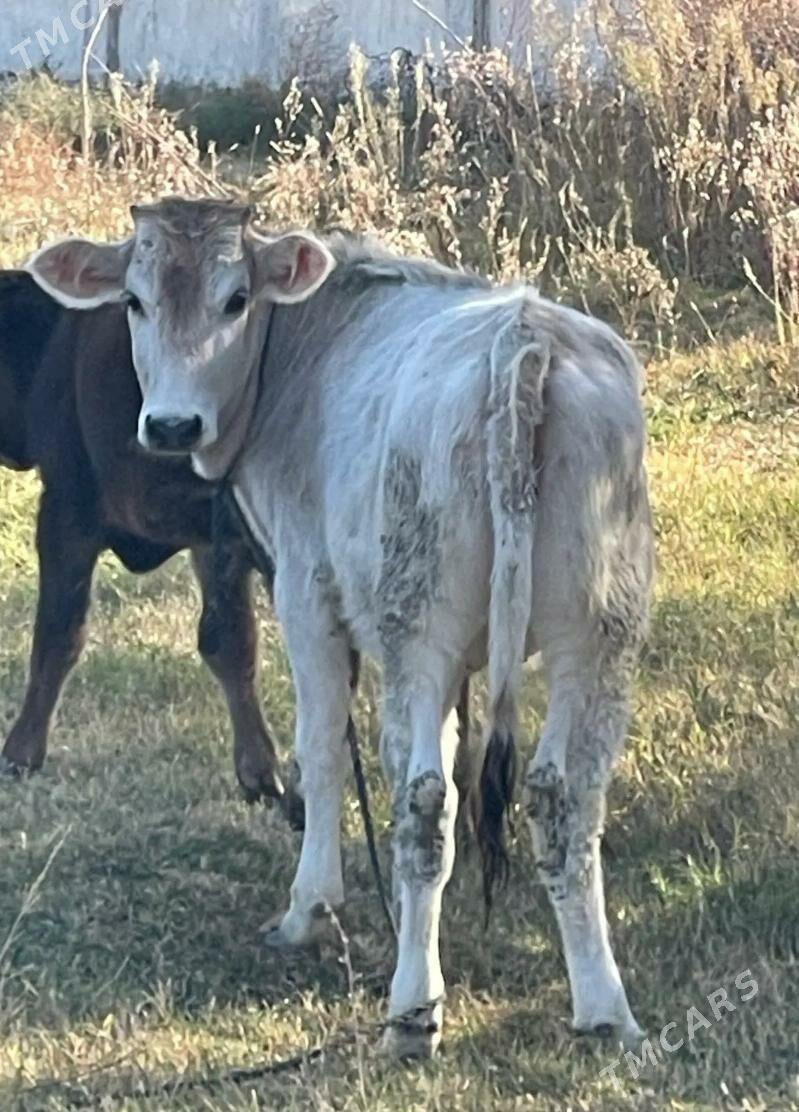 Arassa Şiwes Tuweler - Büzmeýin - img 1