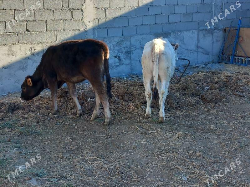 Arassa Şiwes Tuweler - Büzmeýin - img 3