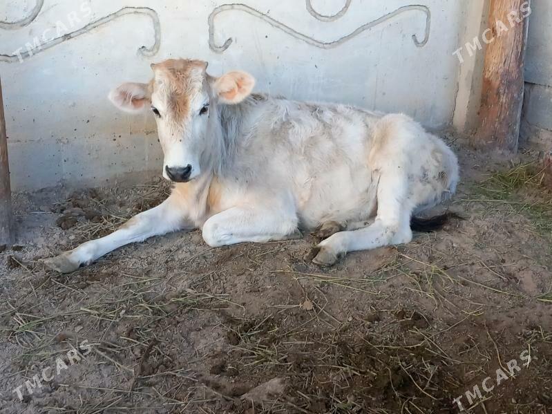 Arassa Şiwes Tuweler - Büzmeýin - img 2