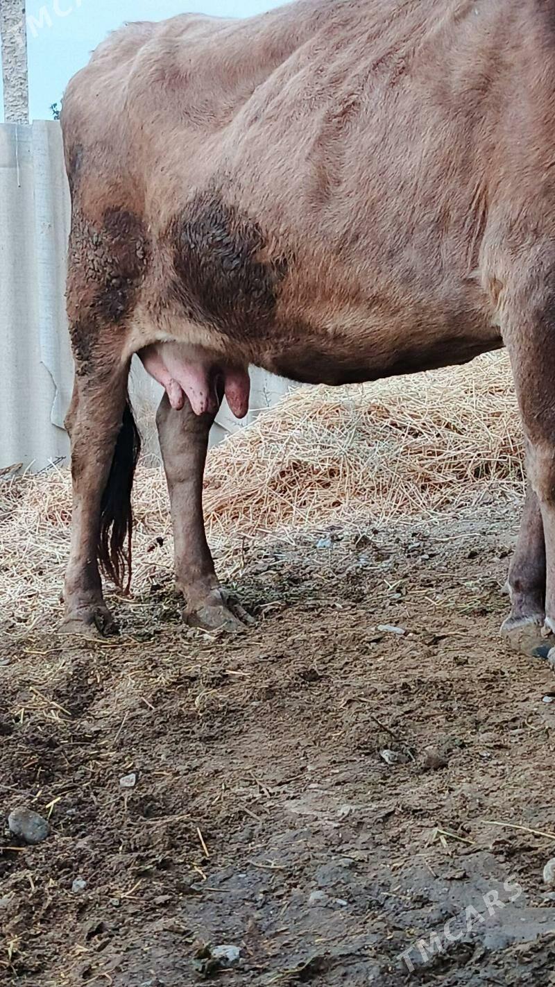 Sygyr - Гёкдепе - img 2