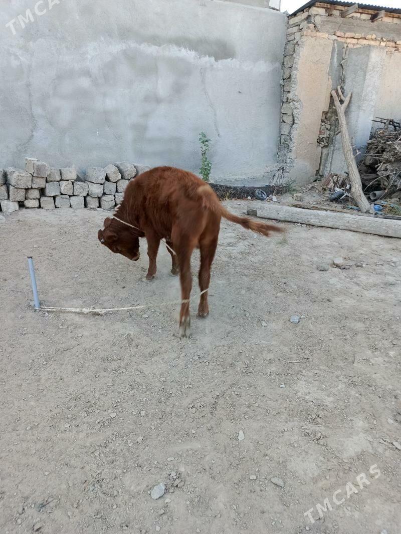 öküz şwes - Büzmeýin - img 2