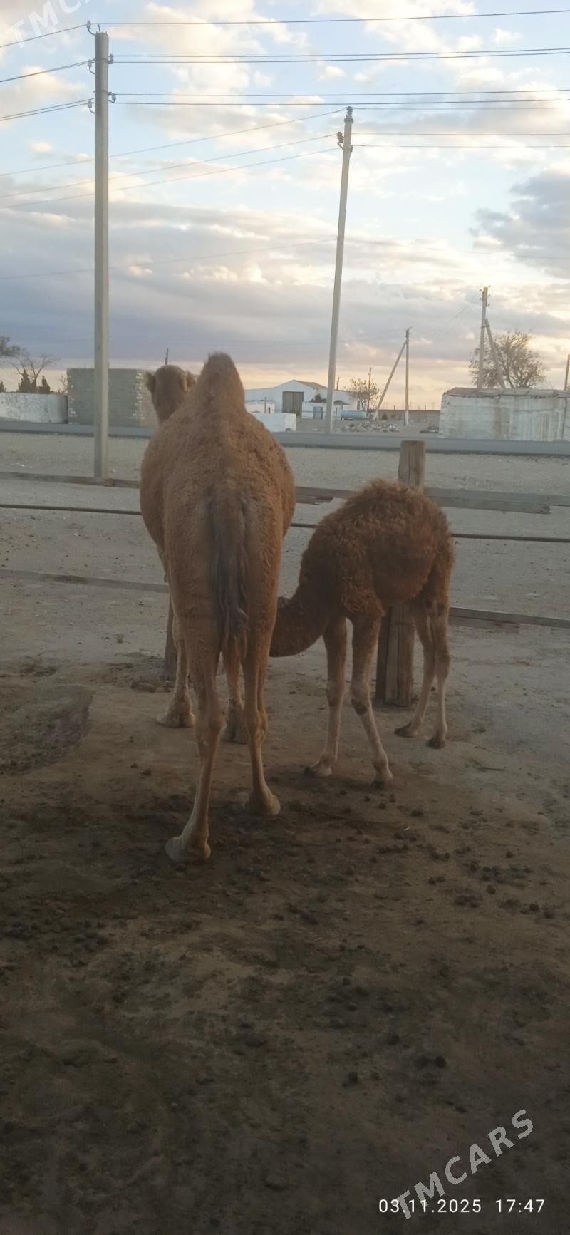 Orta ýaşly Düýe - Балканабат - img 2