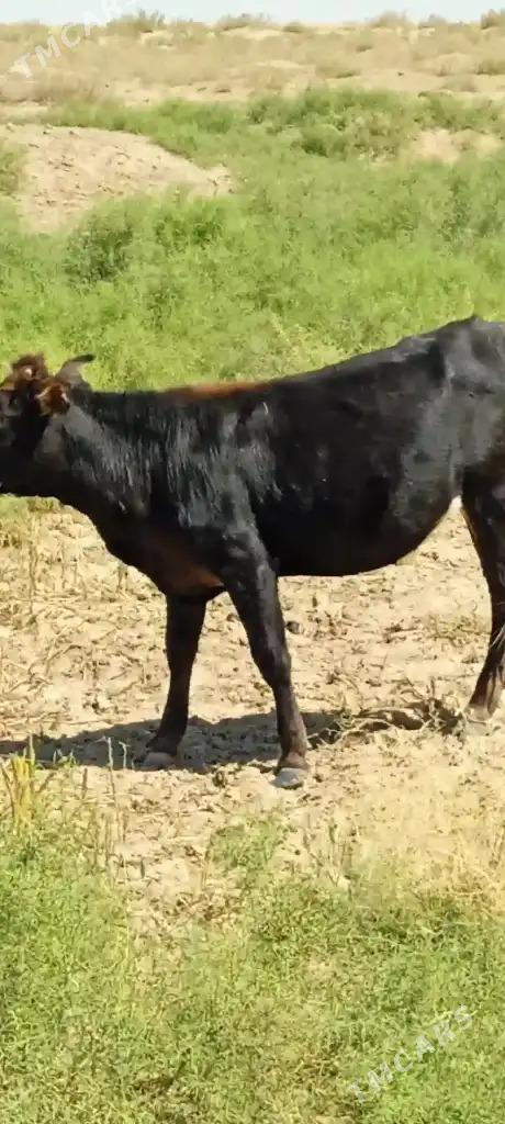 Gaçar Tüwe - Bereket - img 6