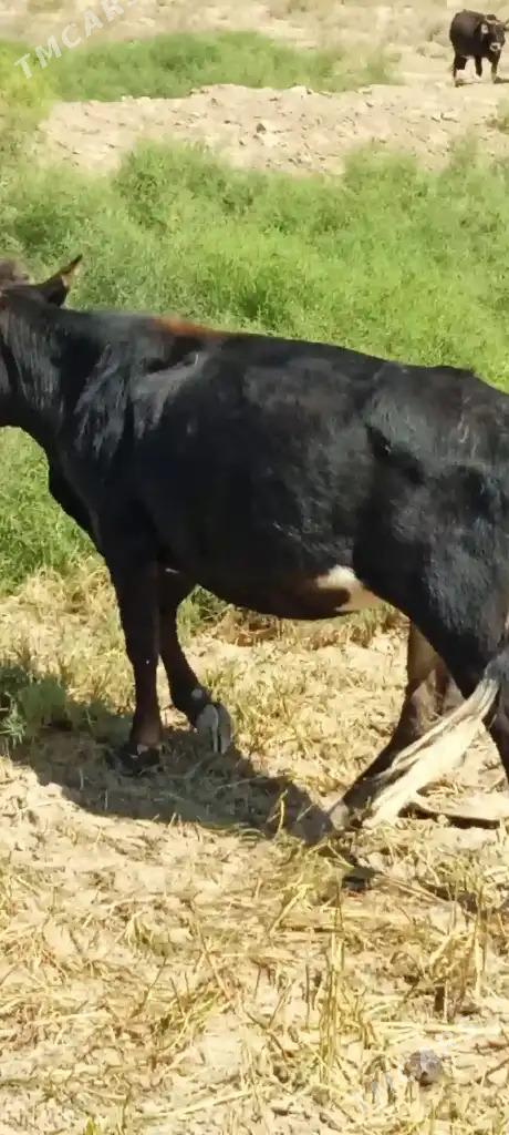 Gaçar Tüwe - Bereket - img 4