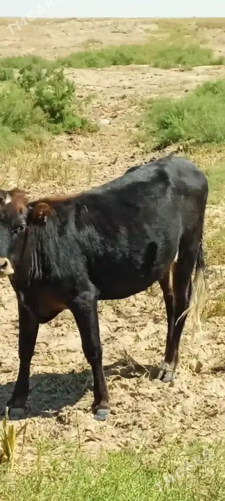 Gaçar Tüwe - Bereket - img 2