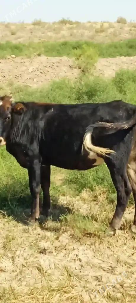 Gaçar Tüwe - Bereket - img 5