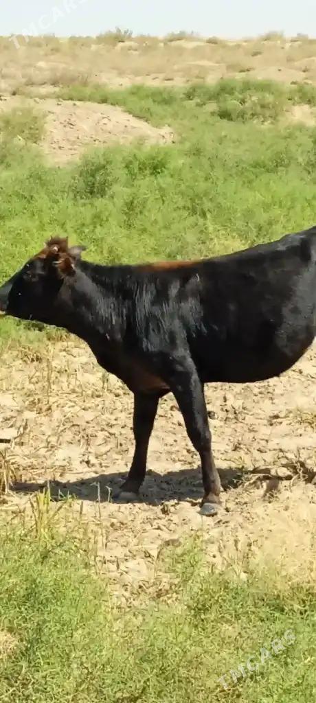 Gaçar Tüwe - Bereket - img 3