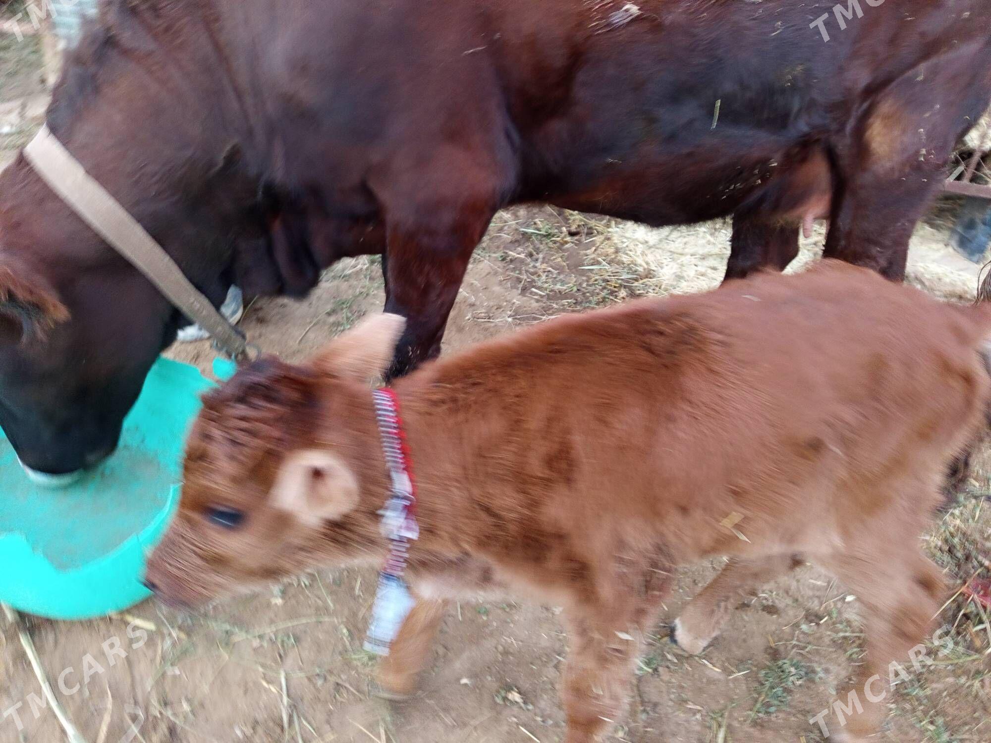 goleli sygyr - Мургап - img 2