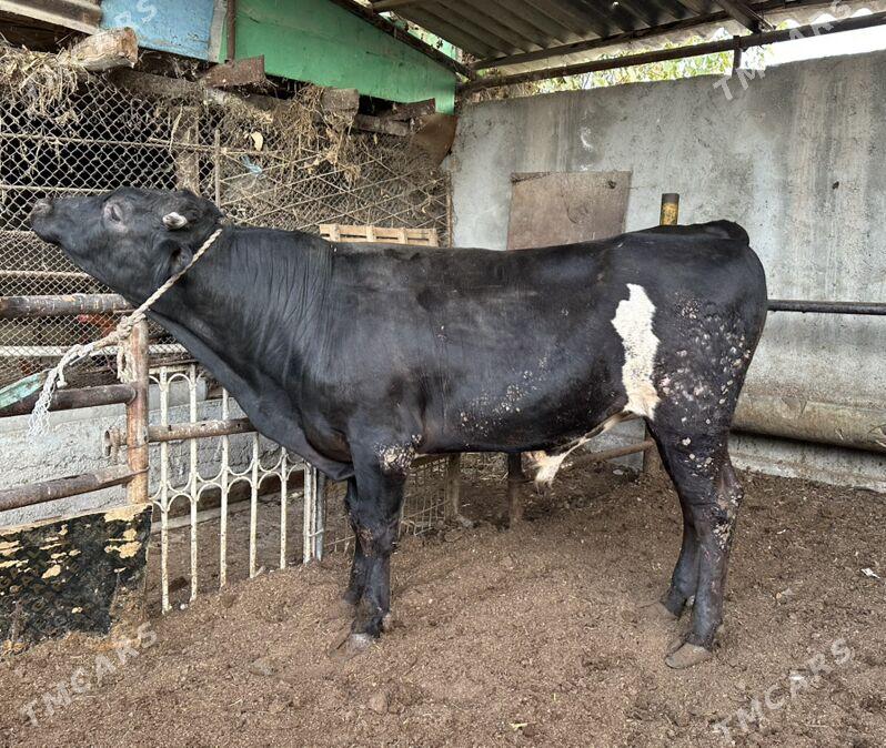 Okuz - Aşgabat - img 2