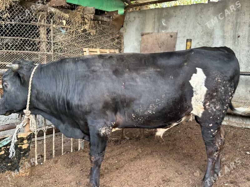 Okuz - Aşgabat - img 3