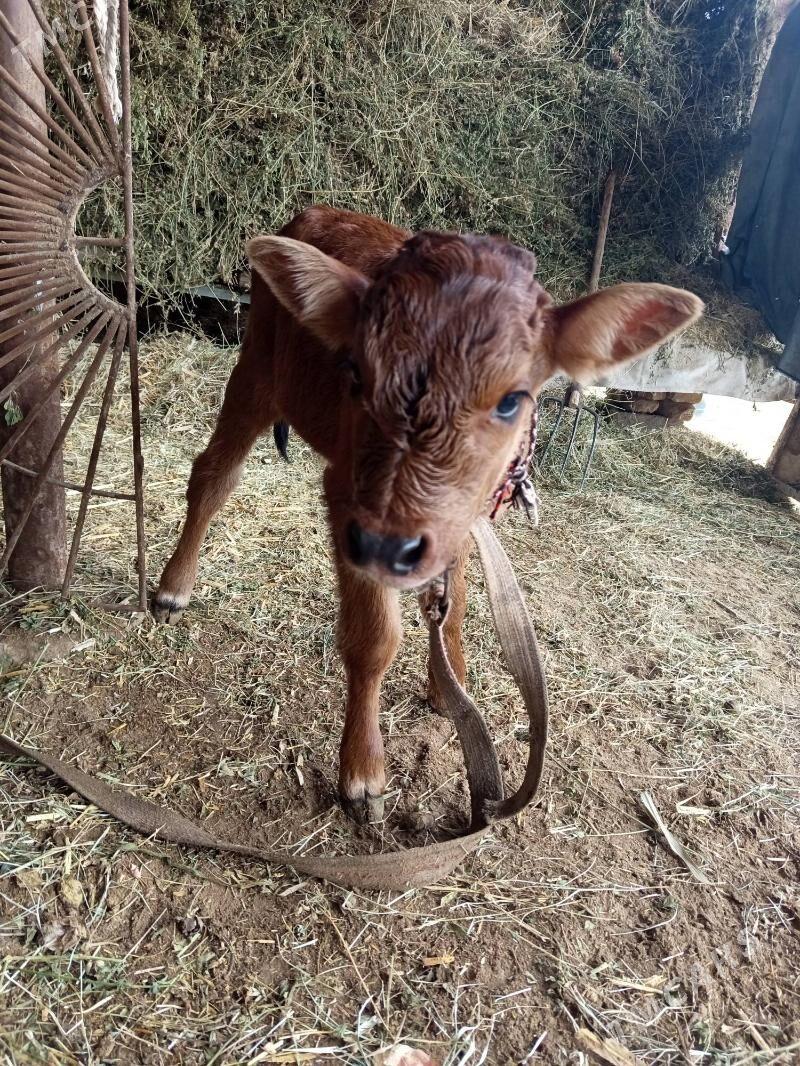 goleli sygyr - Мургап - img 3