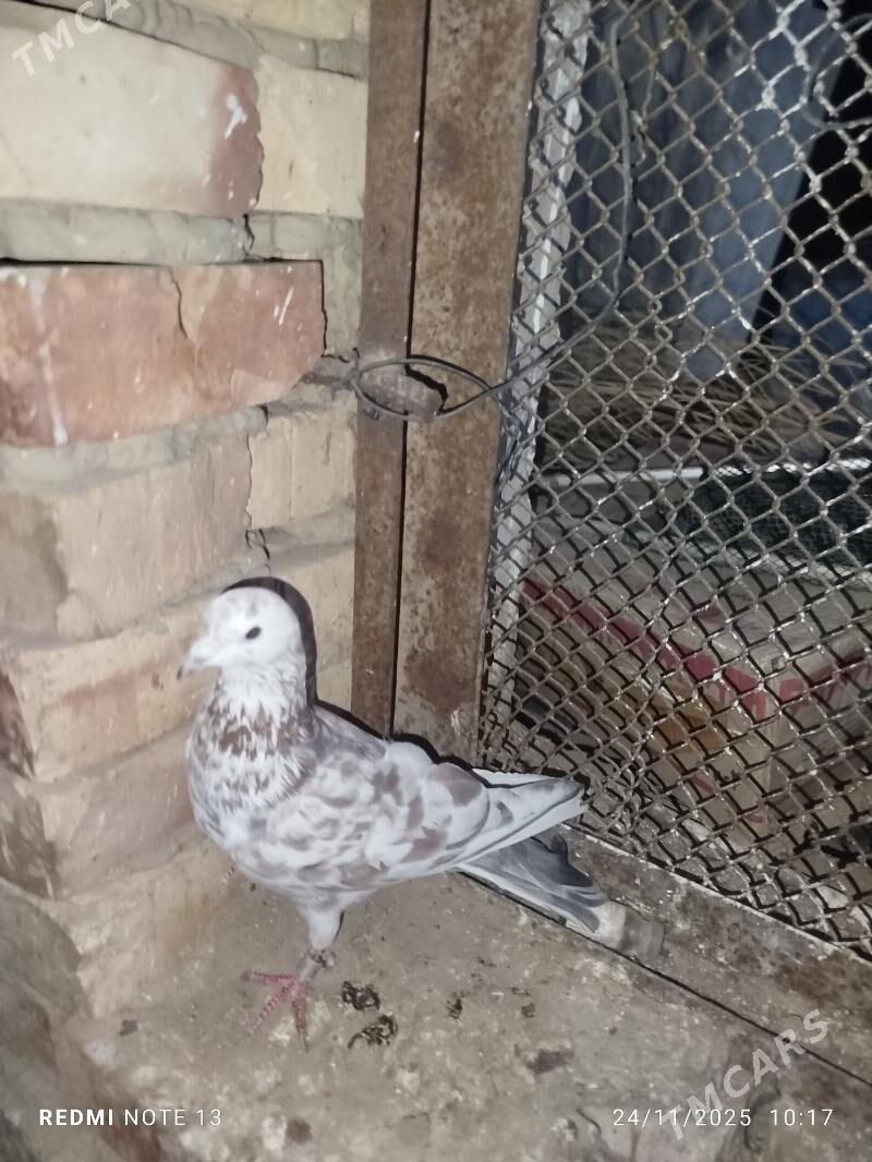 Kepderi - Байрамали - img 2