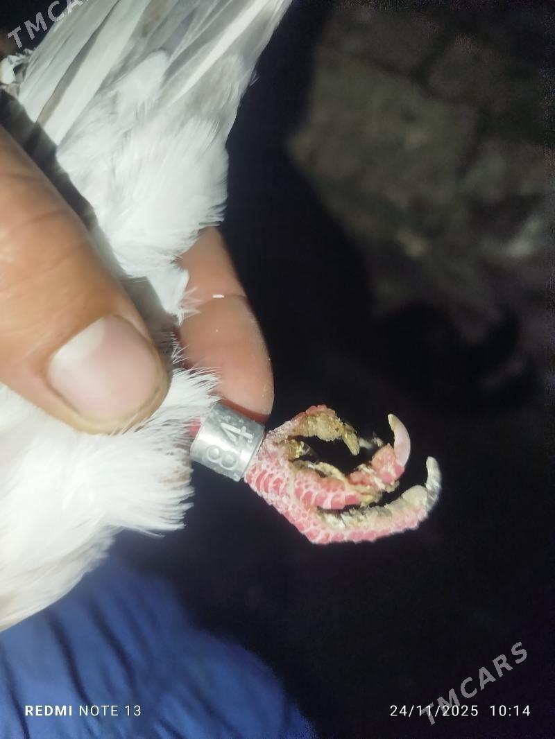 Kepderi - Байрамали - img 1