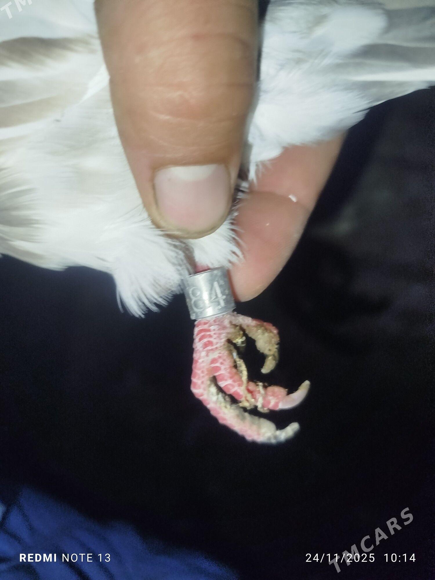 Kepderi - Байрамали - img 7