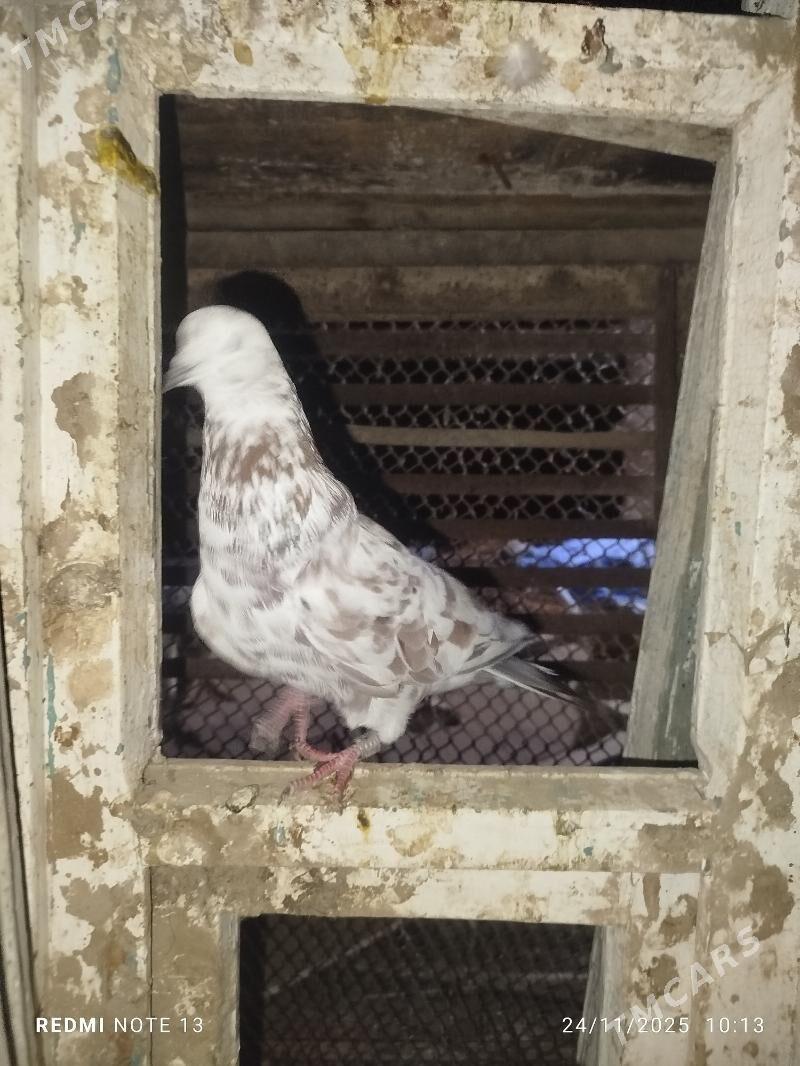 Kepderi - Байрамали - img 3