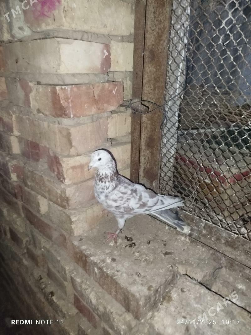 Kepderi - Байрамали - img 6