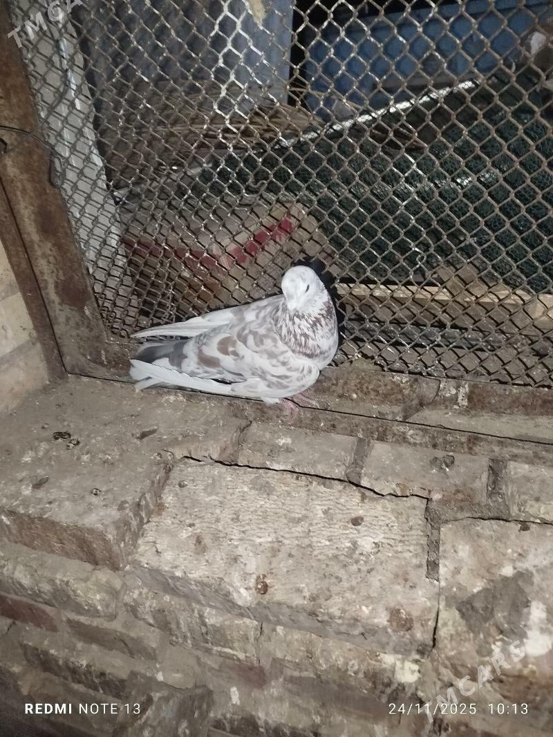 Kepderi - Байрамали - img 5