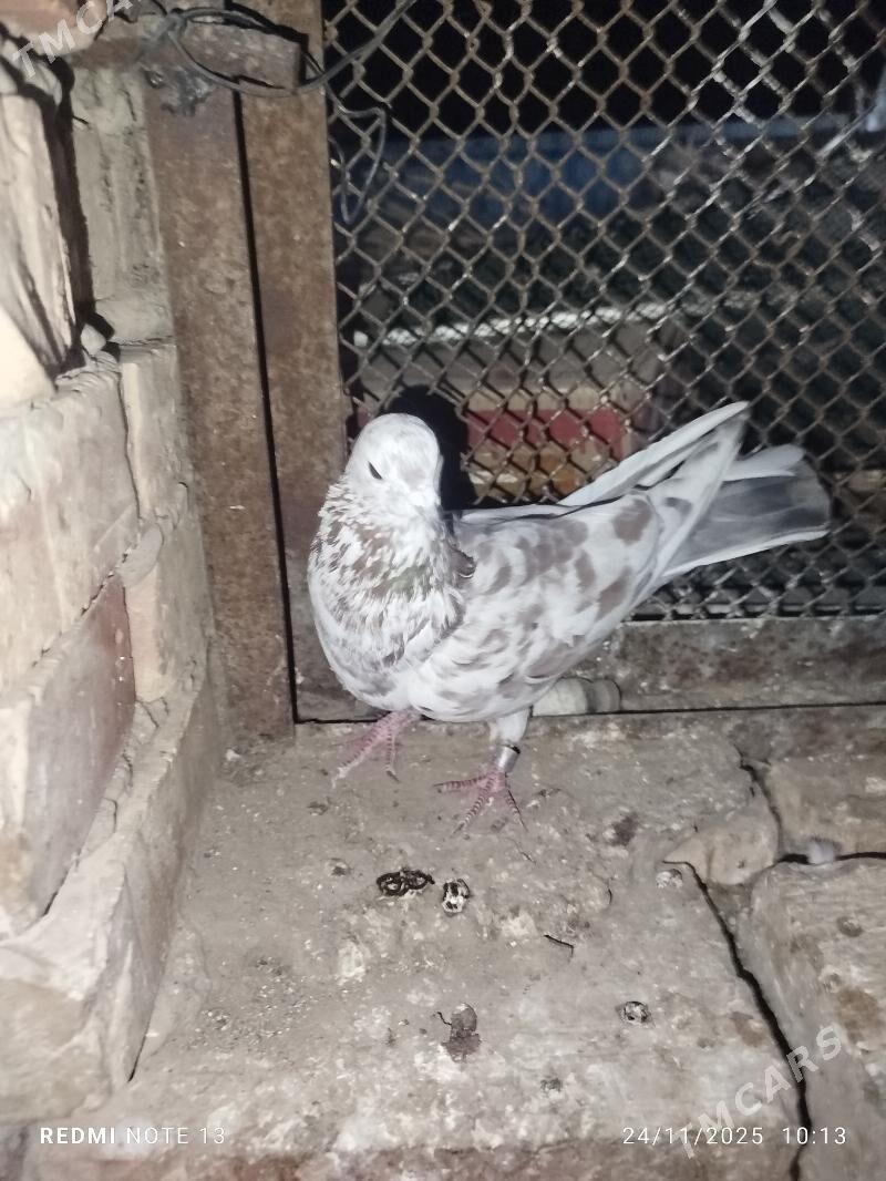 Kepderi - Байрамали - img 4