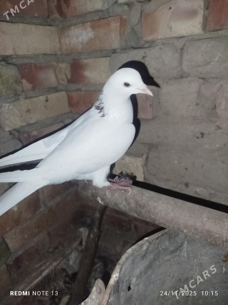 Kepderi - Байрамали - img 7