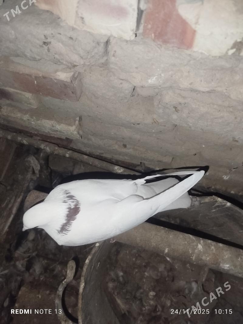 Kepderi - Байрамали - img 4