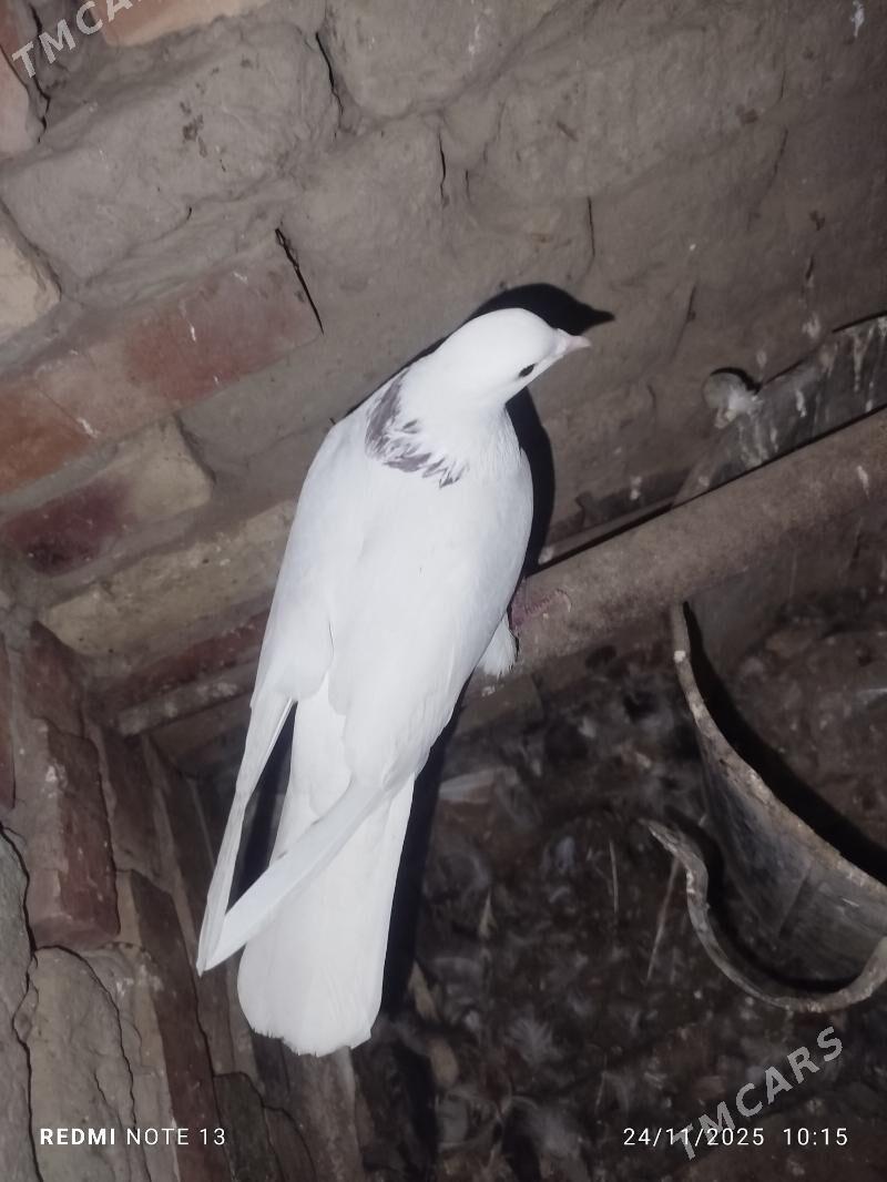 Kepderi - Байрамали - img 6