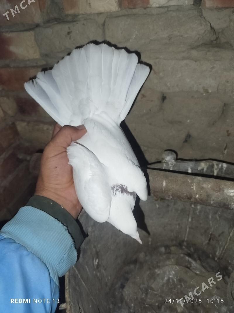 Kepderi - Байрамали - img 3