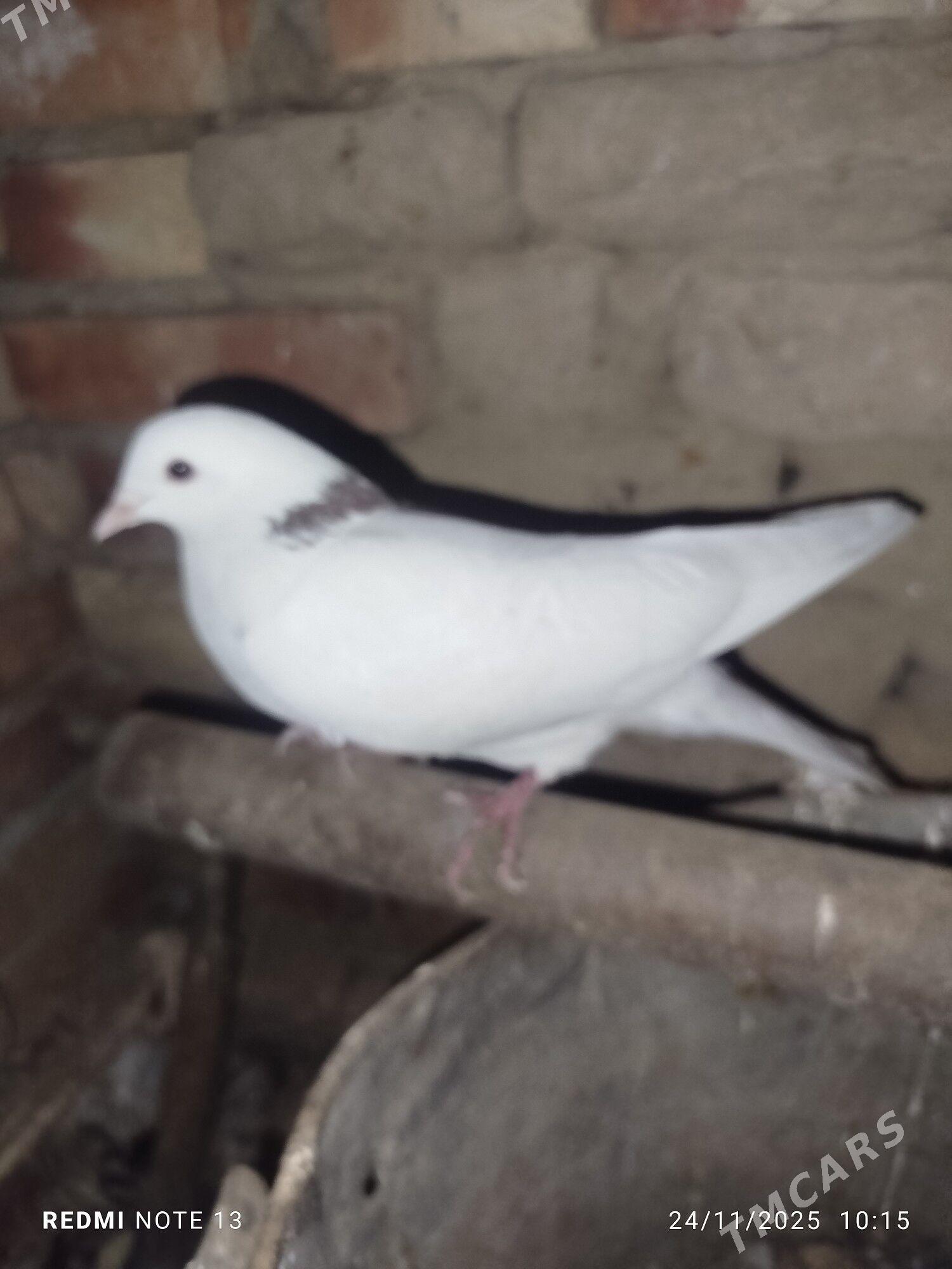 Kepderi - Байрамали - img 5