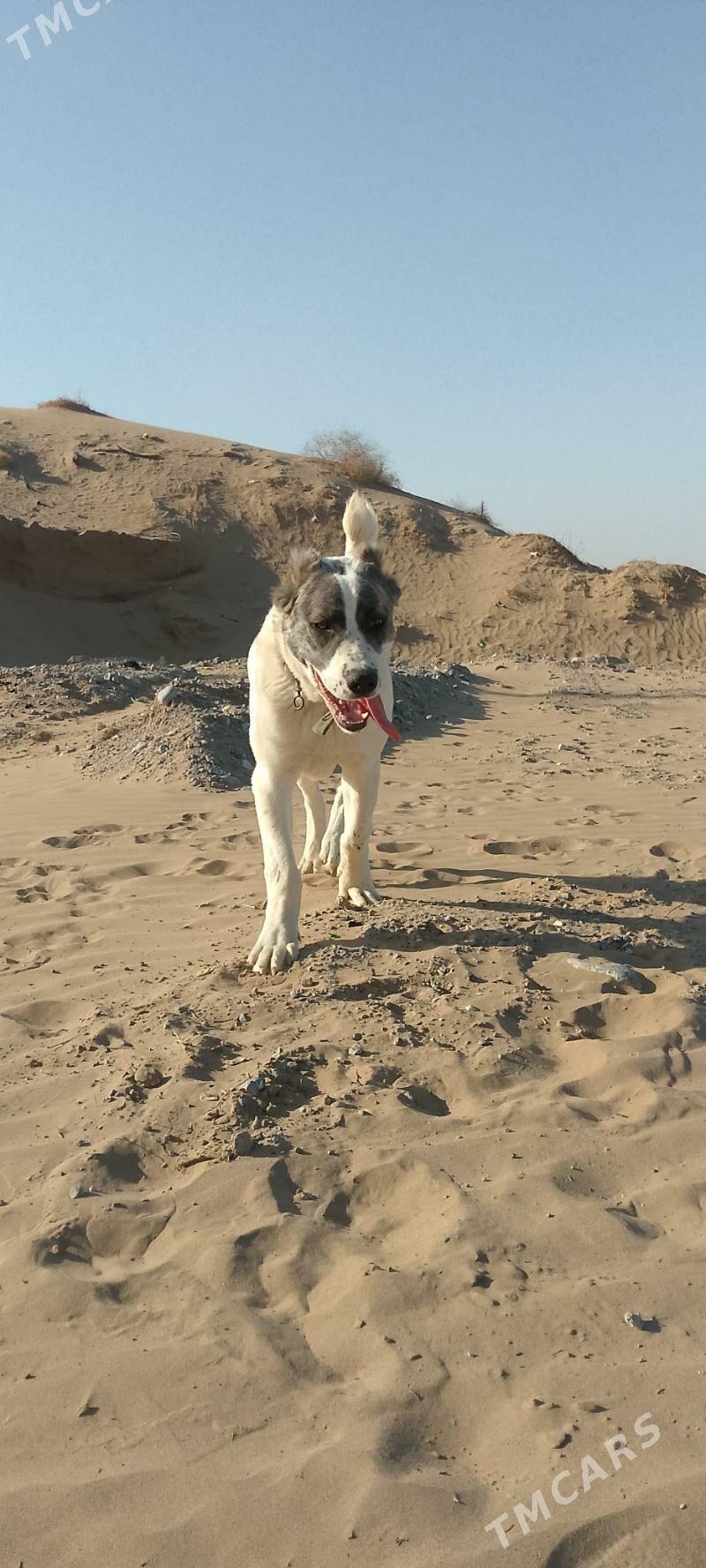 Türkmen alabay - Aşgabat - img 5