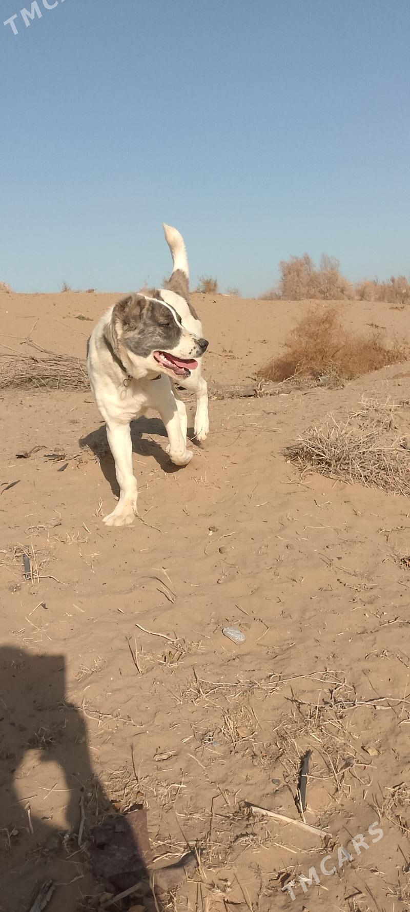 Türkmen alabay - Aşgabat - img 3