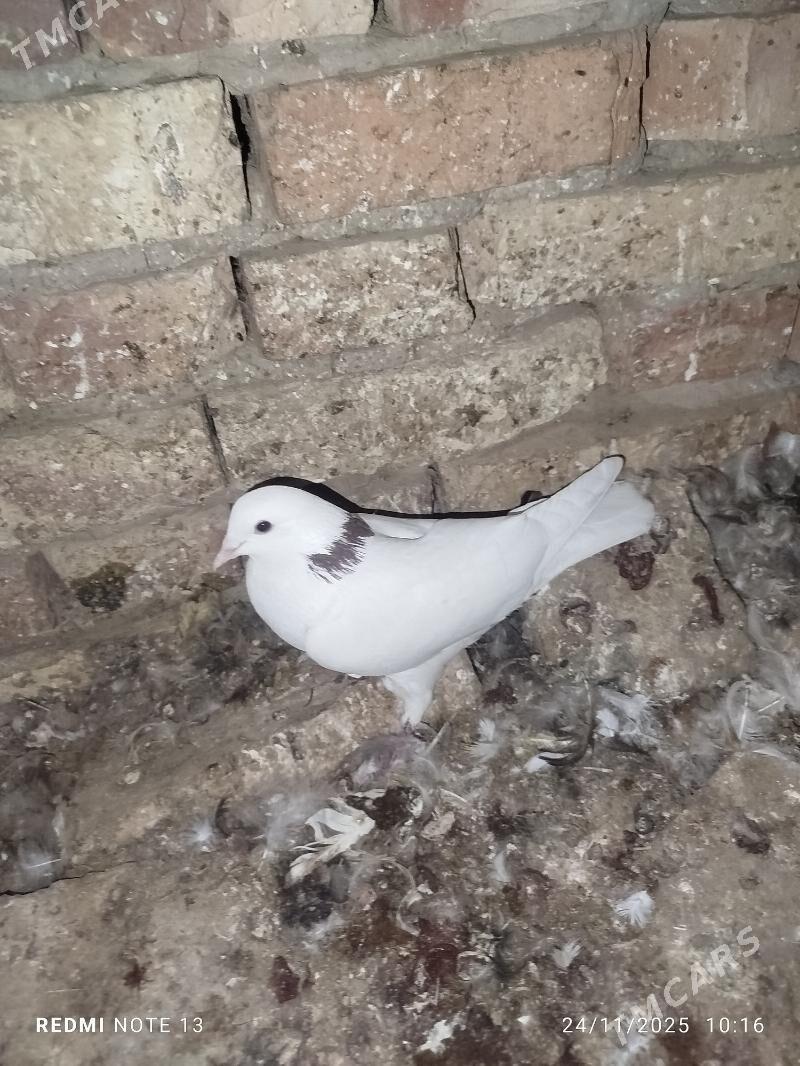 Kepderi - Байрамали - img 2