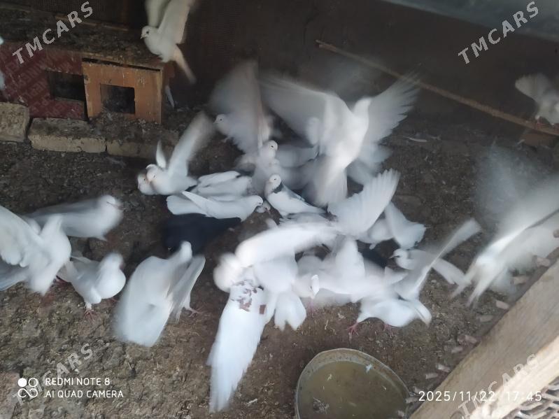 kepderi - Кака - img 2