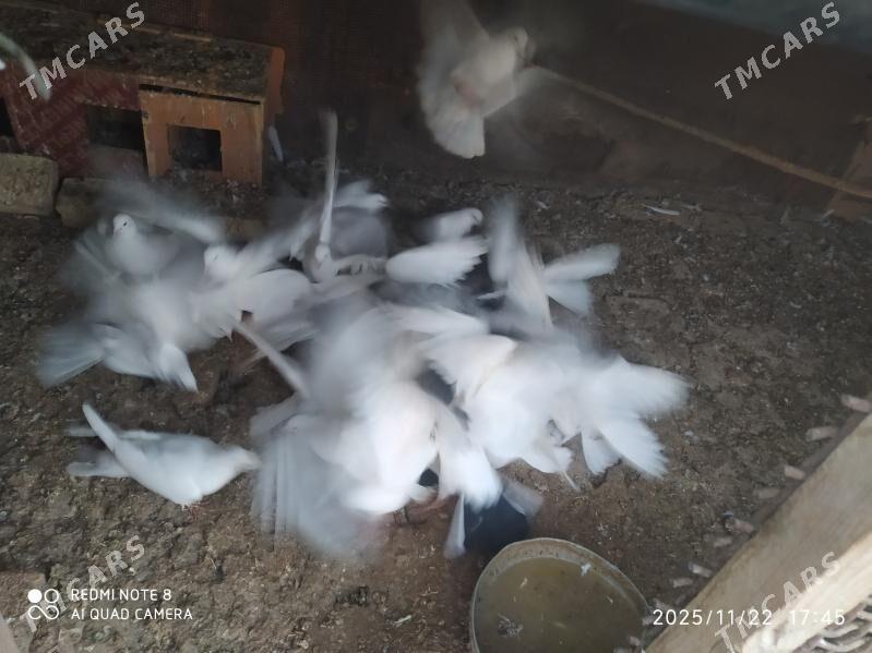 kepderi - Кака - img 3