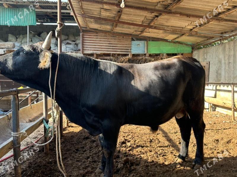 Okuz - Ашхабад - img 2