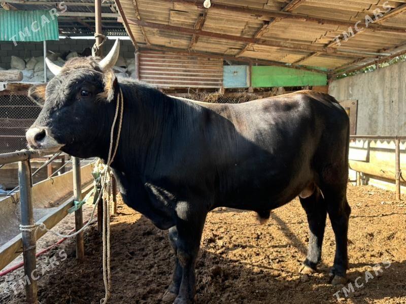 Okuz - Ашхабад - img 1