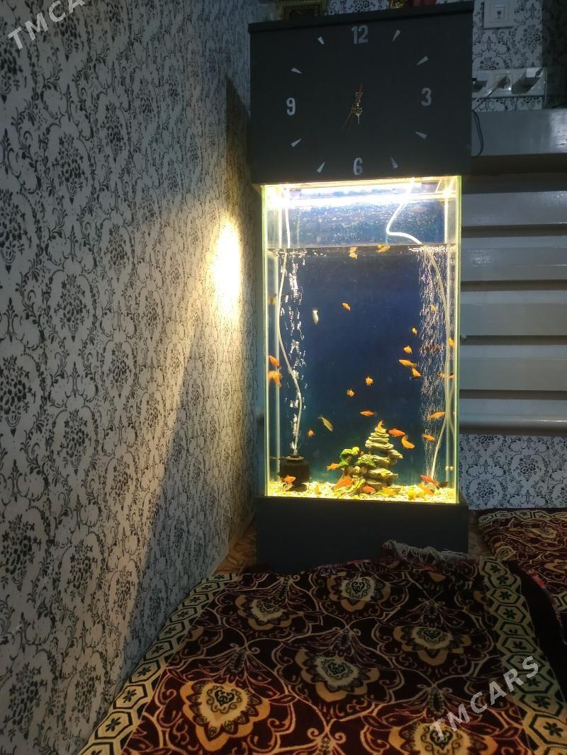 akvarim - Дашогуз - img 3